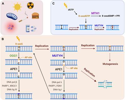 Roles for the 8-Oxoguanine DNA Repair System in Protecting Telomeres From Oxidative Stress